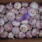 Fresh Onion , Garlic , Ginger , Carrot