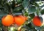 Import Fresh Style and Citrus Fruit Product Type Mandarin / Orange from China