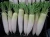 Import Fresh white radish crops2016 very Suitable price from Bangladesh from Bangladesh