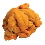 frozen and fresh sea urchin for sale