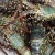 Import Frozen Lobster / Frozen Lobster Tails / Fresh Live Lobsters from South Africa