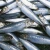 Import Frozen Sardines Bait for Your Successful Fishing Catch from China