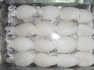 frozen whole round cuttlefish