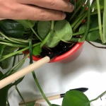 Gardening tools  Three piece set  Garden shovel  Small rake  Succulent plants  Planting tool set  Household scarifier