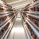 good quality and steel wire mesh second hand layer poultry cage