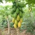 Import Good quality papaya seeds hybrid f1 from China