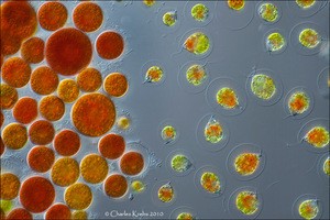 Haematococcus Pluvialis Microalgae Extract Astaxanthin
