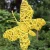 Import Handwoven willow butterfly shaped craft wicker butterfly from China