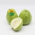 Import HIGH QUALITY FRESH GUAVA WITH CERTIFICATION HACCP FROM VIET NAM from Vietnam