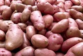 High Quality fresh irish potatoes suppliers
