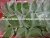 Import HIGH QUALITY FROZEN CASSAVA LEAVES FROM VIETNAM WITH COMPETITIVE PRICE from Vietnam
