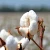 Import high quality raw cotton from USA