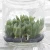 Import Home decor live plants from China