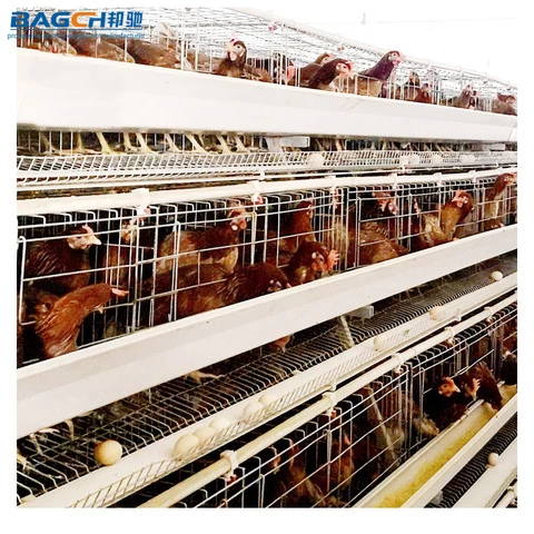 Hot Sale 500 Birds Chicken Egg Layer Cages Automatic Poultry Chicken Farm Layer Cage  house design