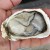 Import Hot Sale Frozen Half Shell Pacific Oyster from China