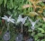 Import Hot sales outdoor garden ornament waterproof Hummingbird Butterfly and Dragonfly Solar garden lights from China