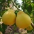 Import Hot Selling Big Citrus Fruit Fresh Honey Shatian Pomelo from China