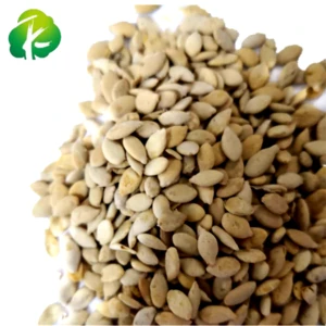 Hot selling Chinese Waxgourd Semen dried seeds for herbal medicine