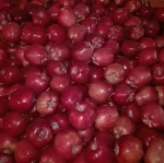 Huaniu Fresh Apples Fresh Fruit>>Fresh Apples