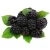 Import IQF frozen blackberry fruit for sale from China