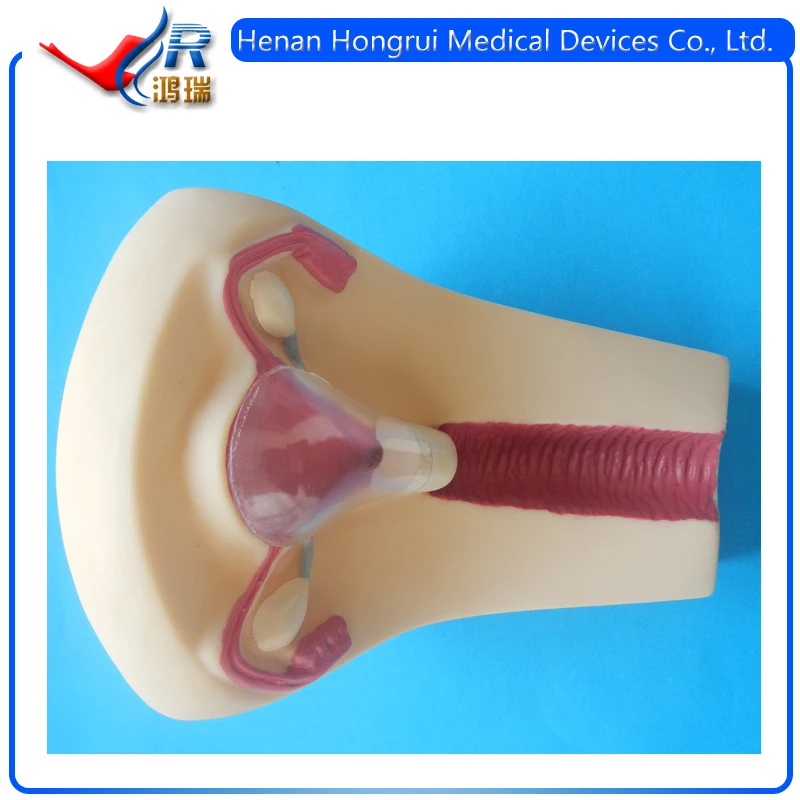 ISO IUD Training Simulator, Intrauterine Contraceptive Device Training Model