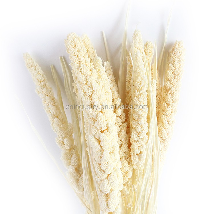 Kunming Wholesale Natural Decor Flower Beautiful Multi Colors Dried Small Millet Flower