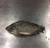 Import Live Fish Best Fresh Frozen Black Gutted Scaled Whole Tilapia (oreochromis mossambicus) from China
