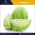 Low Cost Superior Quality New Premium White 100% Fresh Cabbages