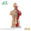 LTXC-207 medical teaching aids human organs model manikin