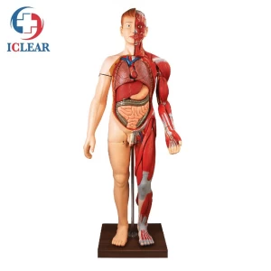 Medical Human Body Muscles Anatomical Simulator Human Body Model with Internal Organ