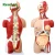 Import Medical Science Basic 3D Human Body Torso Model Kit from China