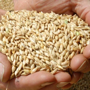 Natural Raw Barley / Malt /Human Consumption / Animal Feed