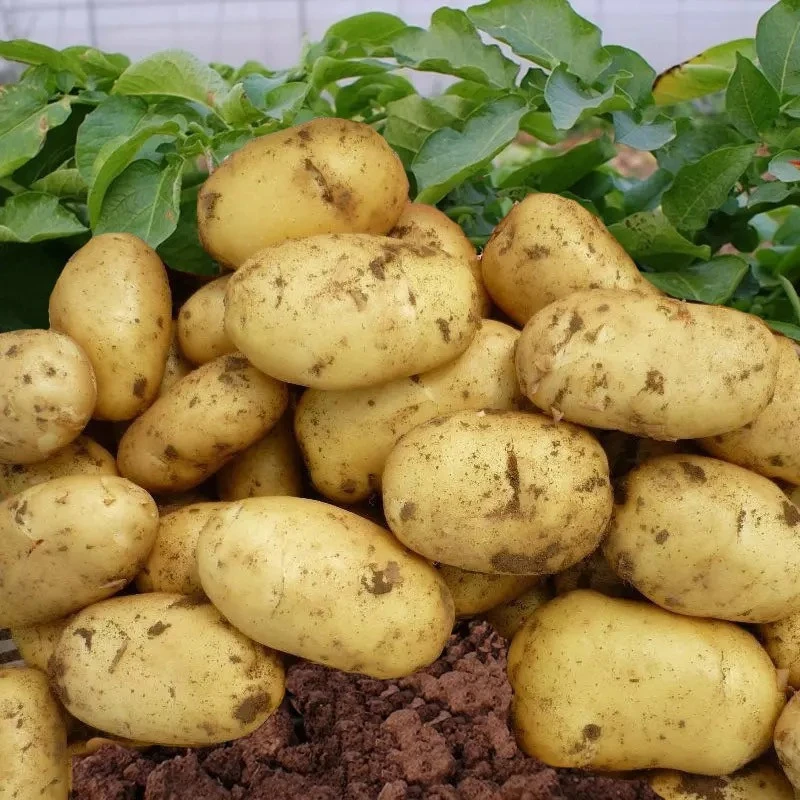 new crop fresh sweet potato wholesale price
