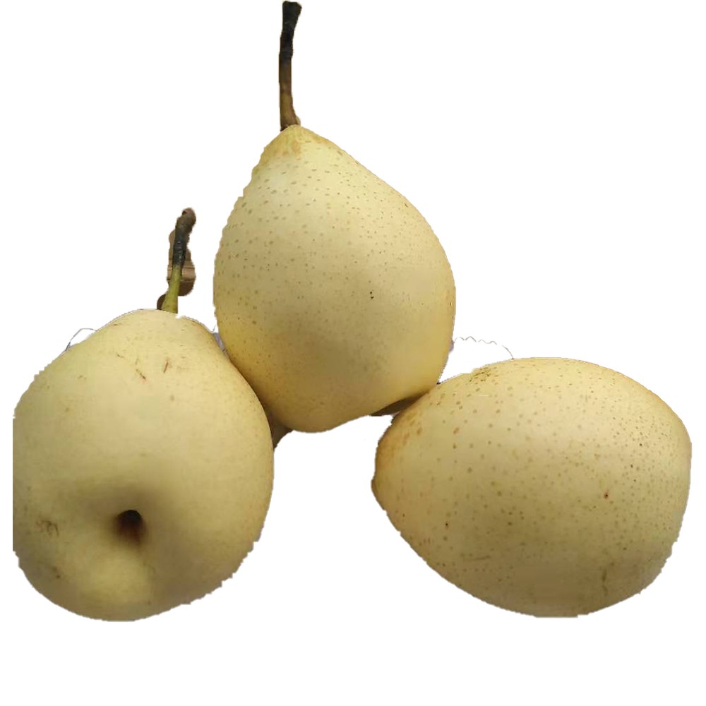 nice asian ya pear fresh