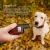 Import Plastic Newest Black Pet Training Anti Dog No Bark Collar Dog Trainer Collar Not Bite Waterproof from China