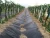 Import 100% Polypropylene Landscape Non Woven Fabric Anti Grass Weed Mat Agriculture Pp Nonwoven Fabric from China