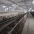 Import Poultry farm galvanized automatic chicken feeders for egg layer from China