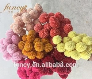 Preserved Flowers Preserved Foliage Golden Ball For Interior Accessories Decorative