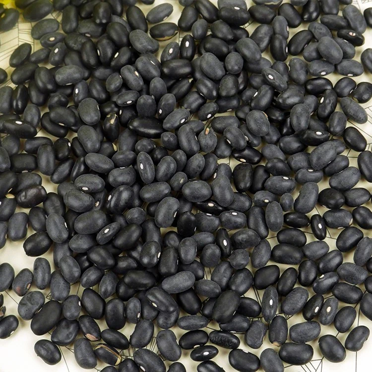 Price of black kidney bean with best quality 500-550pcs/100g