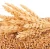 Import Quality African Golden Soft Wheat with High Gluten - Feed Wheat Grain in Bulk - Buy at Best Price from Lesotho