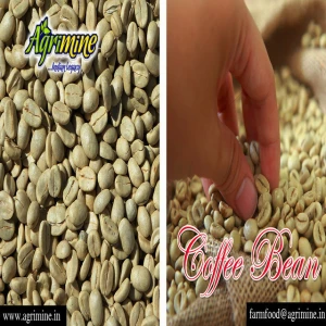 Raw coffee beans from India