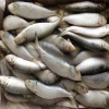 sardine fish frozen seafood whole sale