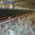 Import Stable Chicken Automatic Egg Laying Nest Boxes Sale from China