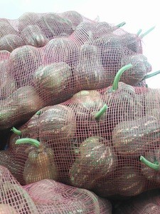 Viet Nam supply Fresh Pumpkin for sale