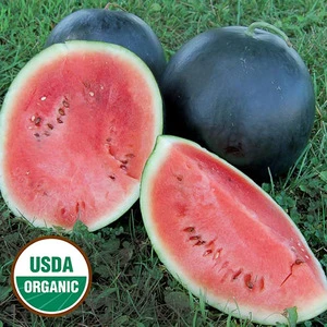 Watermelons For Sale/Organic Watermelon Melons price