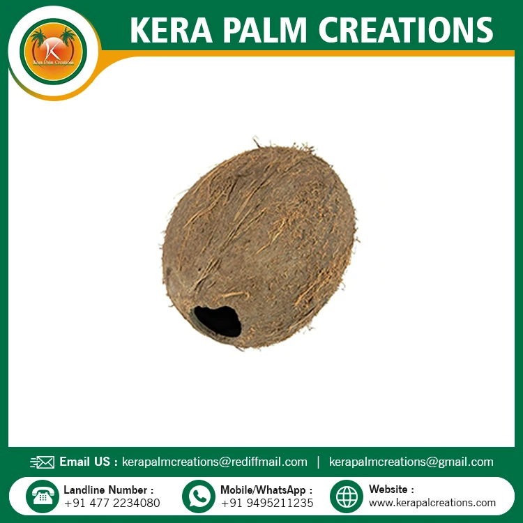 Whole Coconut Empty Shell with Fiber and Hole