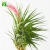 Import Wholesale 3-5 inch height natural perennial air plant T.Montana from China