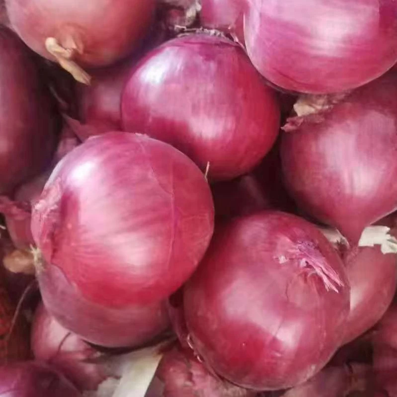 WHOLESALE FRESH ONION AT LOW PRICES
