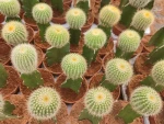 Wholesale garden plants mini cactus nursery