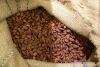 Wholesale High Quality Cocoa beans for the Buyers on the Good Price from Uganda Africa 5 Days Fermented